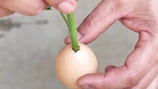 I Was Surprised With This Way Of Growing Tomatoes, With Lots Of Fruit And Quick Harvest