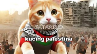 FIVE CAT AND COUNTRY