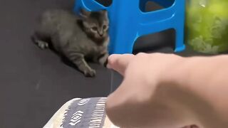 Funny video