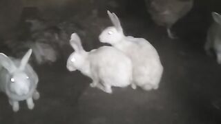 Beautiful Rabbits view