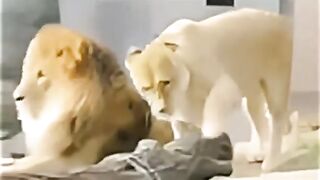 Прикольное видео с львами