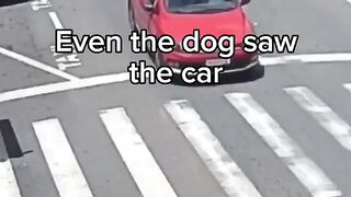 Doggo crossing the road