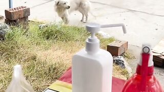 Learn to respect dogs