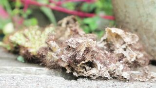 Tiny Thorns, Nature's Intricate Defenses.