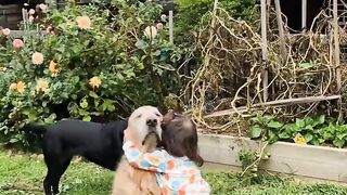 When your big brother is a fluffly giant