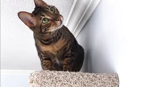 Cat cuet