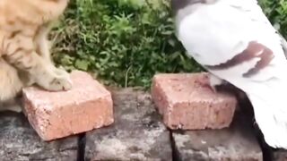 حياة القطة والحمامة هل هذا يعقل