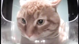 Mr. Snack got into a fight!