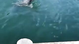 Wild dolphins playing catch with a basketball