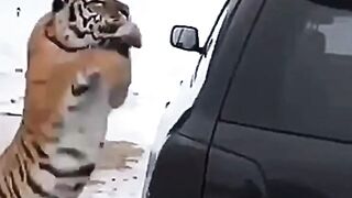 Range Rovers new tiger protection system…