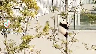 Poor baby panda
