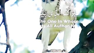 تلاوت قرآن پاک