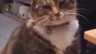 cute Cat funny viral video