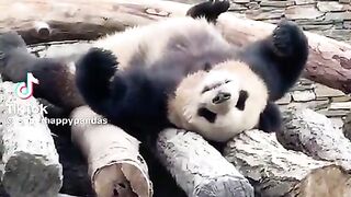 Sleepy panda