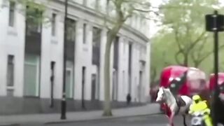 Horse running