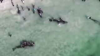 Whales stuck
