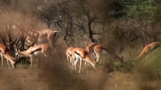 Amazing Scene of Wild Animals In 4K - Scenic Relaxation Film