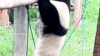 Clever panda