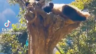 Relax in the tree