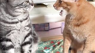 Crazy Cat Compilation You Can't Miss !