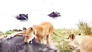 #lions #@lions attack amazing video #plzviralvideo #fypシ゚viral #growmyaccount #plztiktokunfrezemyacc