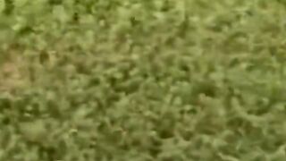 Lions Attack on baby of Buffalo ???????????????? #lion #lionattack #viral #viralvideo #fyp #fypeviral #trend #tr