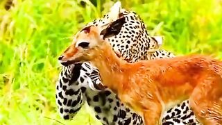 Animals ????????#fypシ #foryoupage #animals #viralvideo #wildlife #suport #me #viral #lion #animal