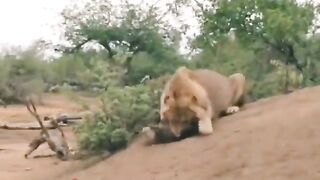 Male lion kills baby hyena #wildlife #young #lion #kills #hyena #fypシ #fyp #foryou #animals #animals