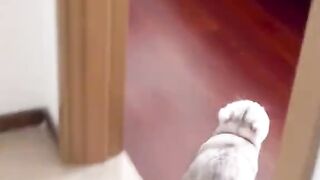 Kitty Kisses That Will Melt Your Heart (2024)