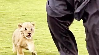Lion cub in my home????❤️