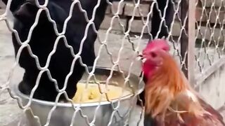 Eating other meal