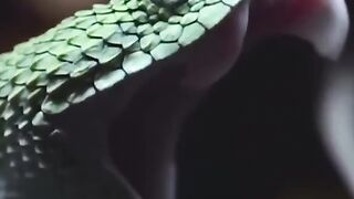 الثعابين تأكل نفسها