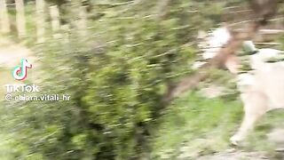 Beautiful horses
