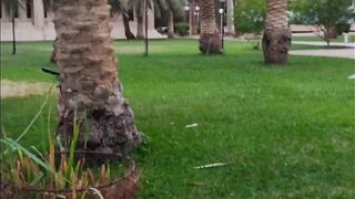 Garden of my city