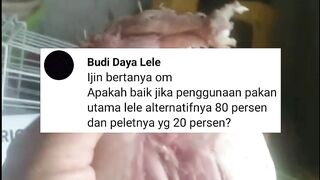 80% Pakan alternatif (pakan pokok) 20% pakan pelet (pakan sampingan) kira-kira bagus atau tidak❓