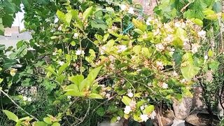 ہم ہوئے مصروف شادی میں اور پودوں کا بہت بڑا نقصان ہو گیا