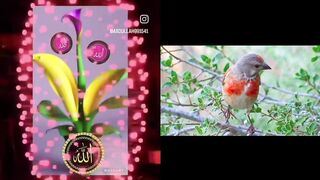 Love Allah