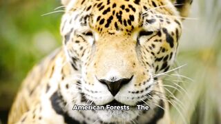 Jaguar animal #Animals