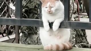 #funny #cat #dog #animals (55)
