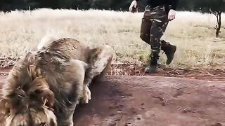 Credits:Schnieder with ???? #1000subscribers #animals #wildlife