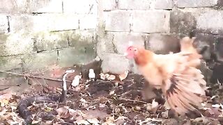 This-Fox-Messed-With-The-Wrong-Rooster