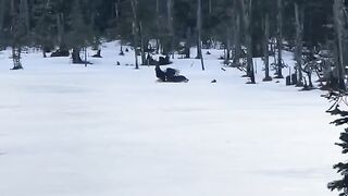 Ever seen a bald eagle take out a wild deer?