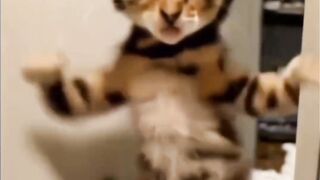 cat dancer