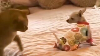 Funny dogs1
