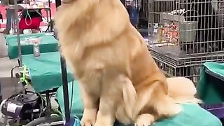 The golden smile