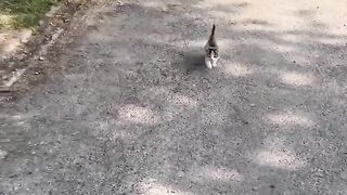 You're now a cat owner