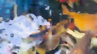 Koi fish