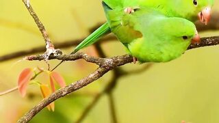 Parrot making love to his wife