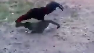 chicken's love for cat