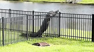 If Lions can climb trees Alligators can climb fences